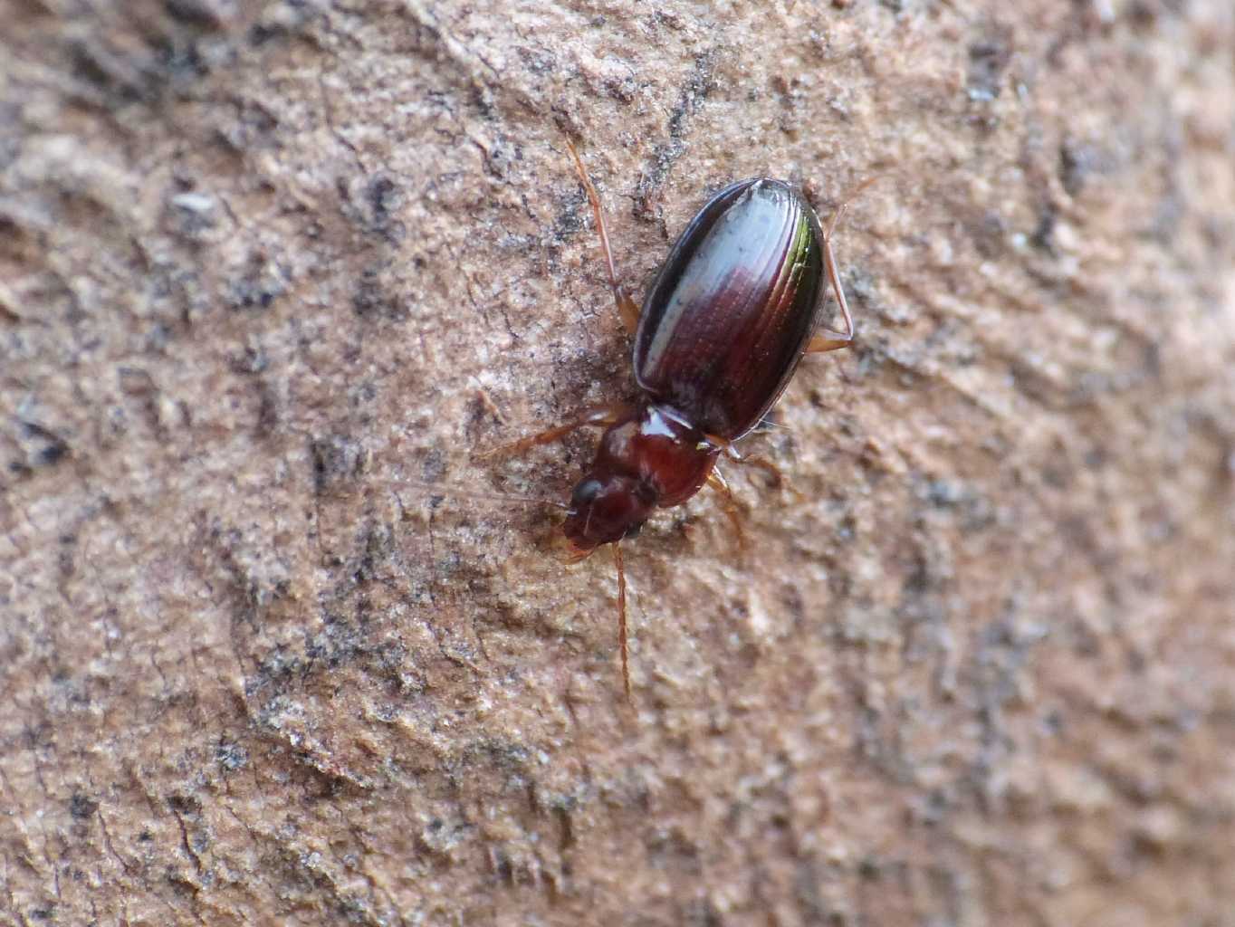 Piccolo Carabidae Torrimpietra(RM):  Ocys harpaloides